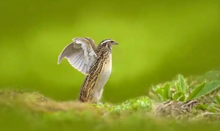 /ueditor/image/20251213/1765587170879180/微信截图_20251213085233.png 微信截图_20251213085233.png