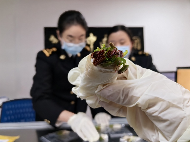 图为厦门海关查获14株捕蝇草。邹璐摄