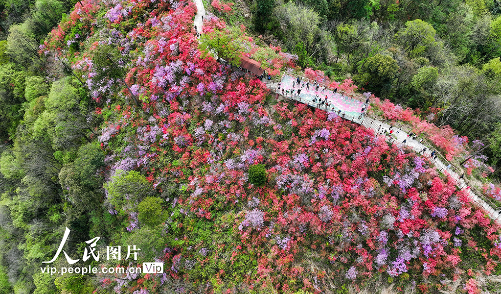 安徽岳西：杜鹃花开迎客来
