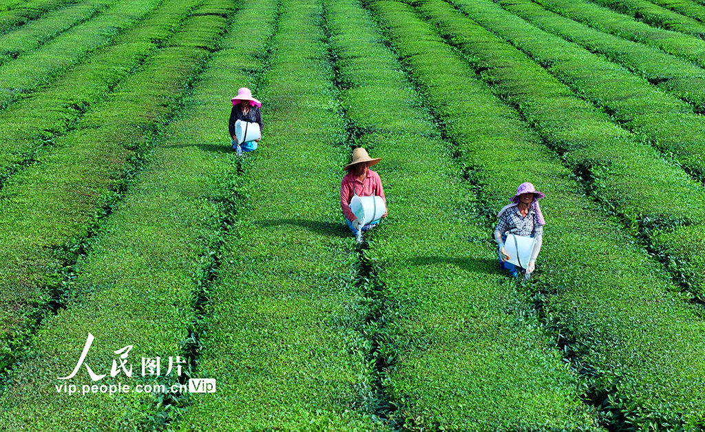 江西泰和：茶园施肥管护