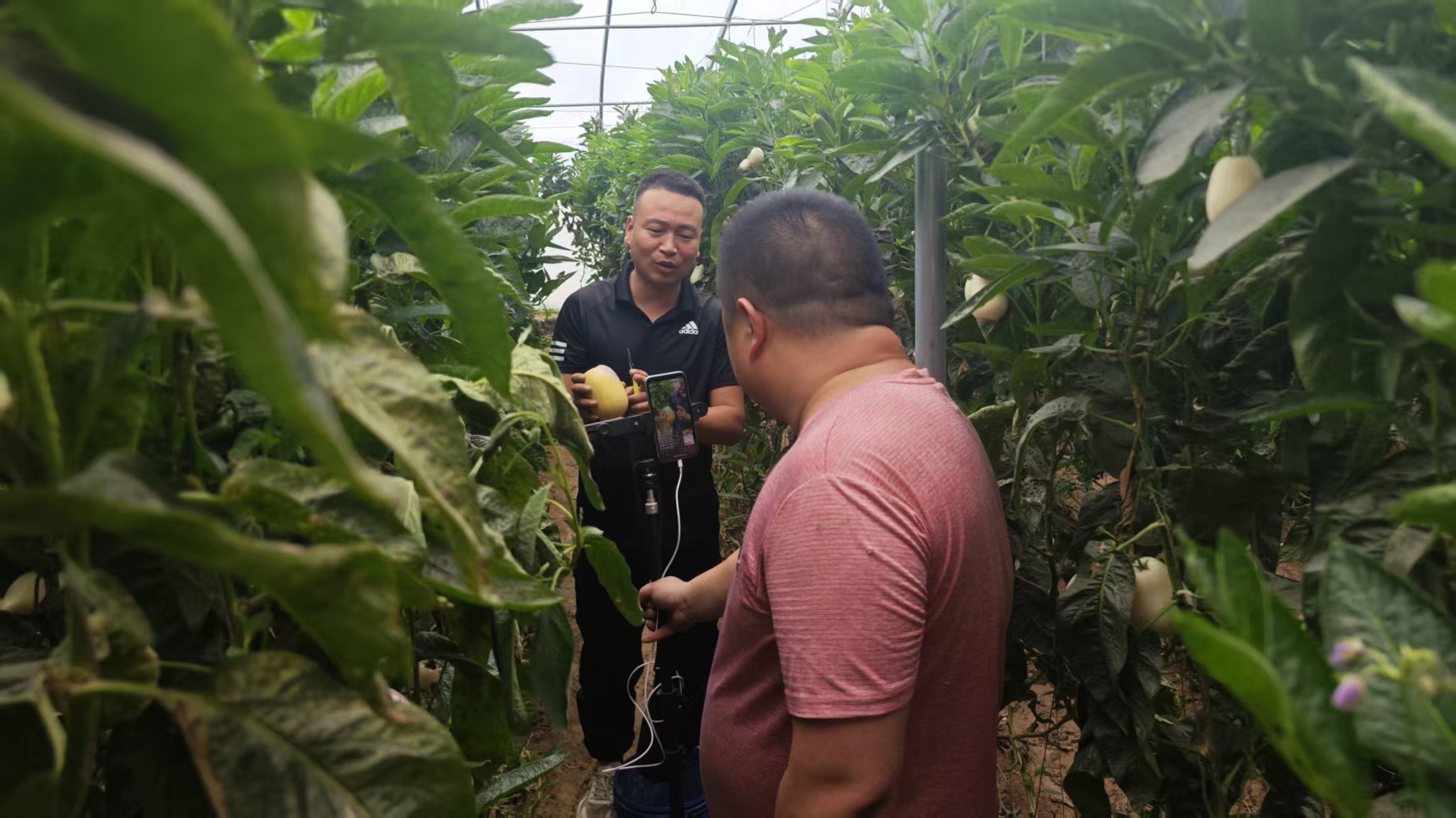 姜有仁的人参果大棚，吸引了当地博主前来助农直播。 受访者供图