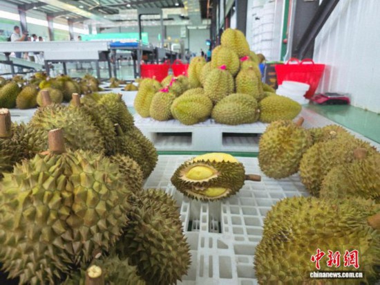 图为海南一家农业企业车间内堆放的榴莲。中新网记者 王晓斌 摄