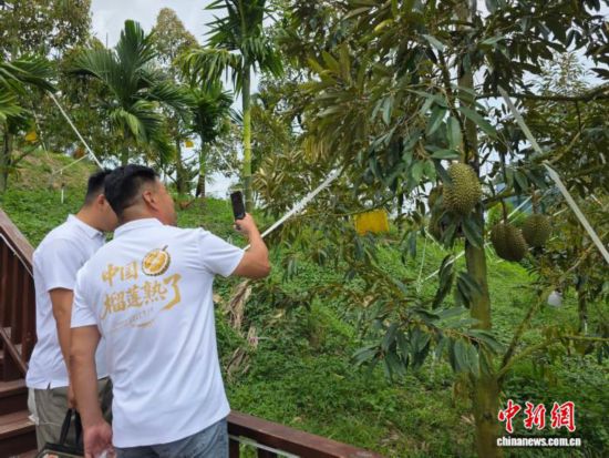 图为参加2025海南榴莲产销对接活动的果品销售商在三亚参观榴莲种植基地。中新网记者 王晓斌 摄