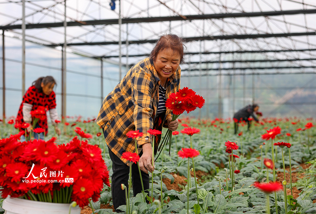 贵州玉屏：非洲菊绽放“美丽经济”