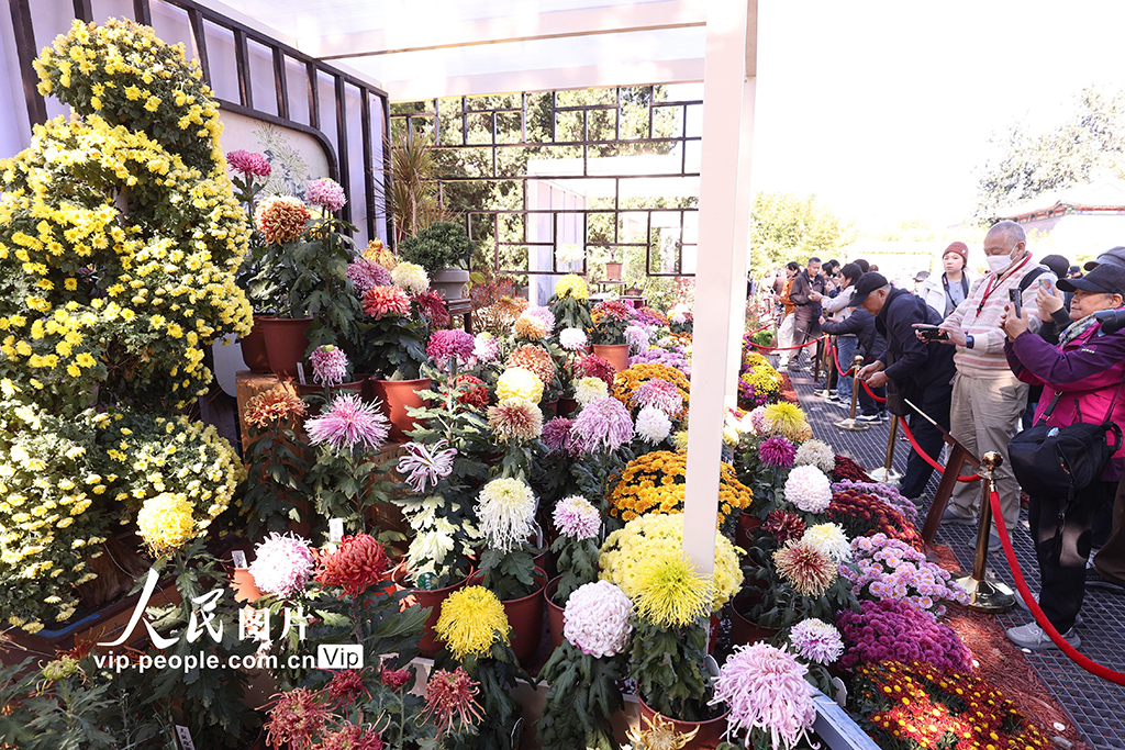 北京：北海公园菊花盛开