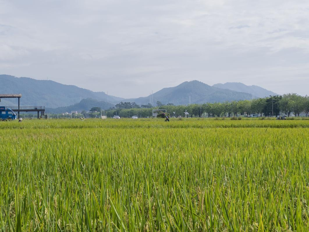 增城区朱村万亩丝苗米示范基地。人民网记者 焦磊摄