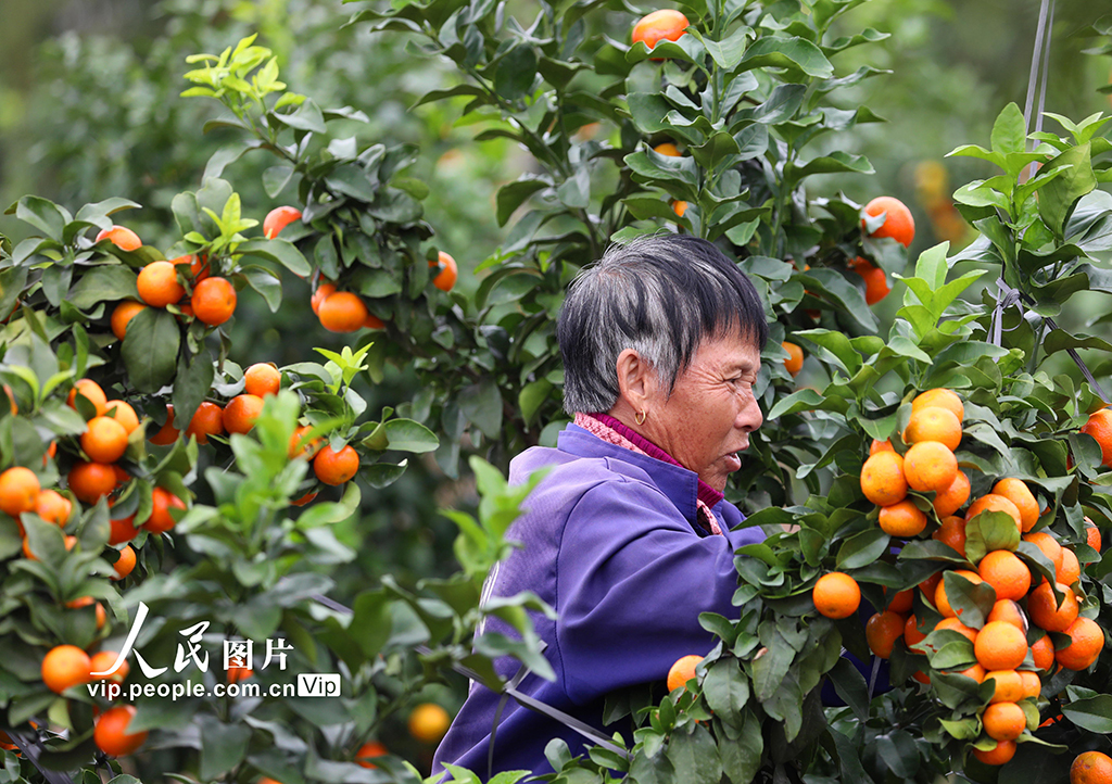 江西泰和：采收砂糖橘