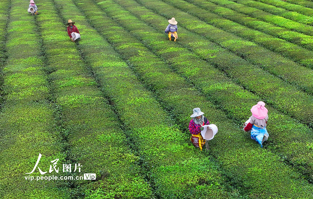 江西泰和：茶园施肥管护忙