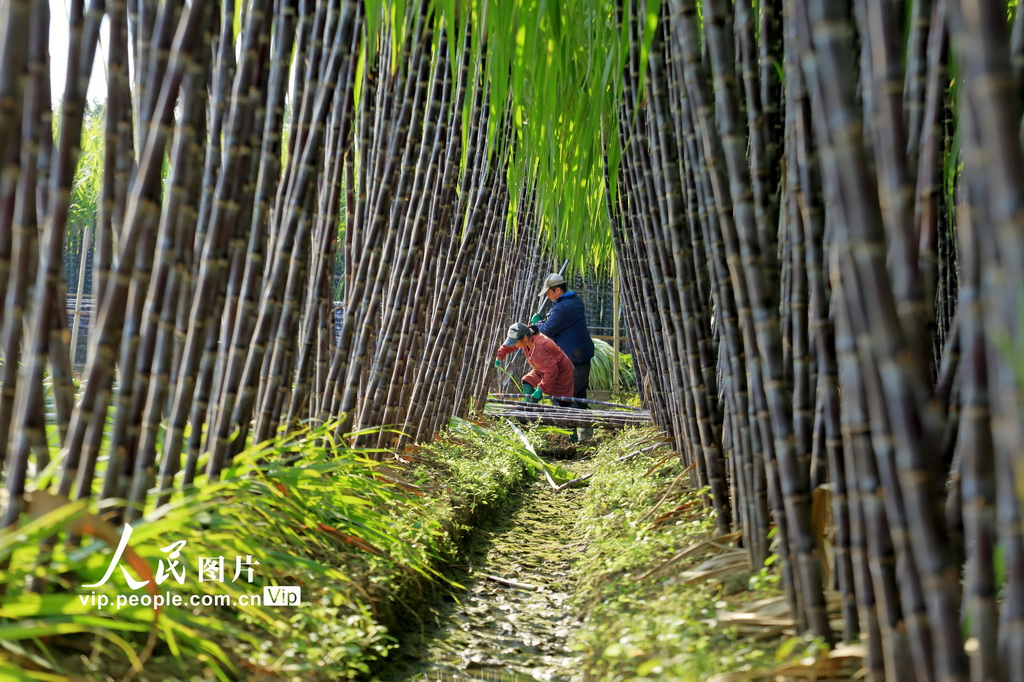 广西柳州：果蔗采收忙