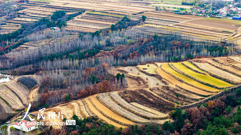 山东青岛：冬日梯田景如画