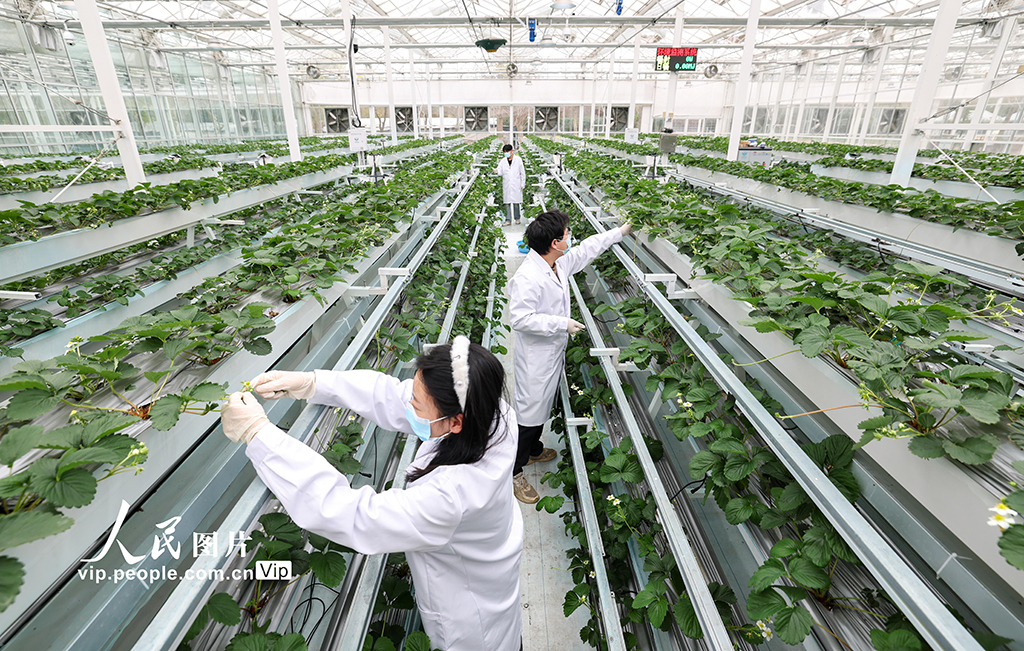 上海：实训基地学“智慧农业”