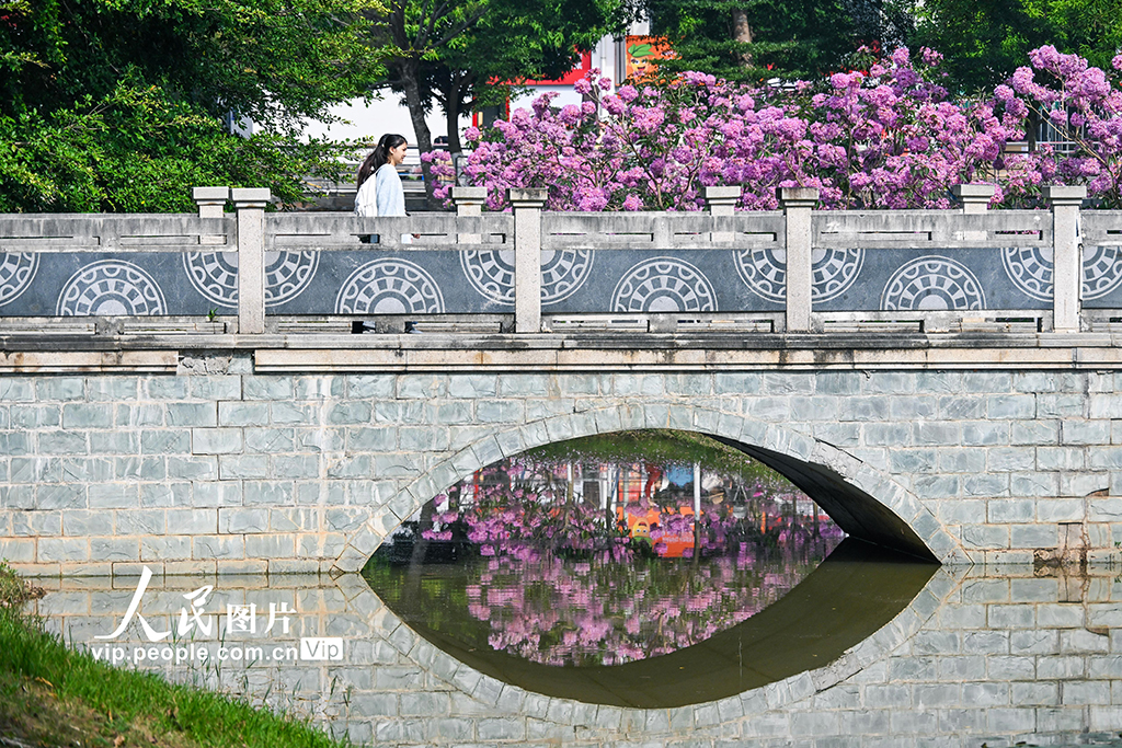 广西南宁：冬日花开满校园