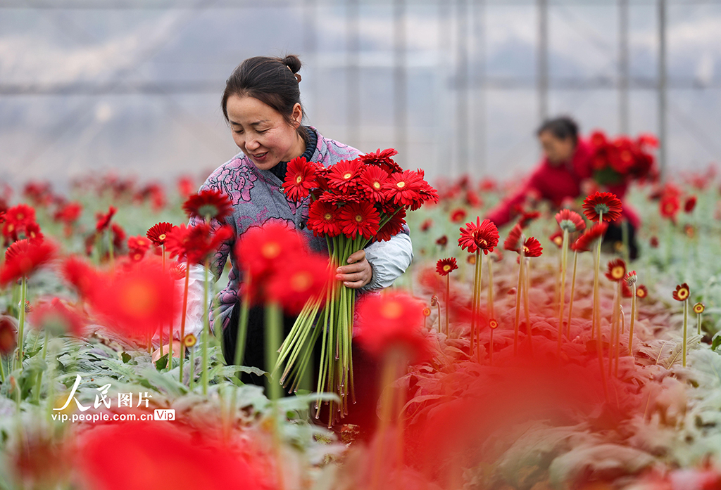 贵州玉屏：采摘非洲菊迎新年