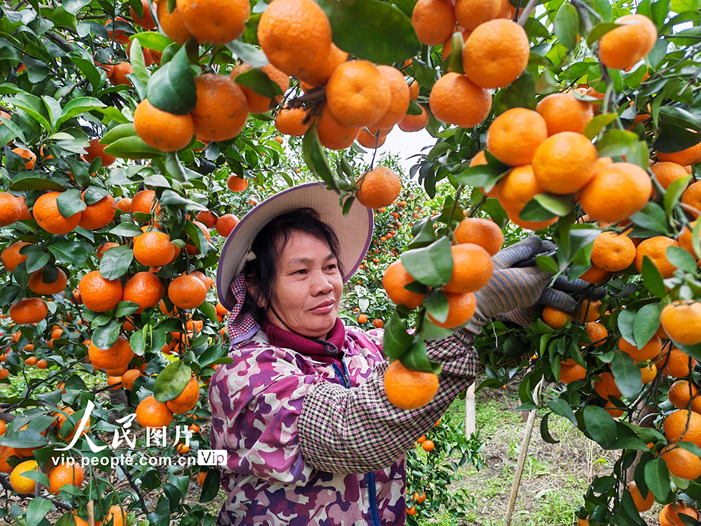 广西金秀：采摘沙糖桔