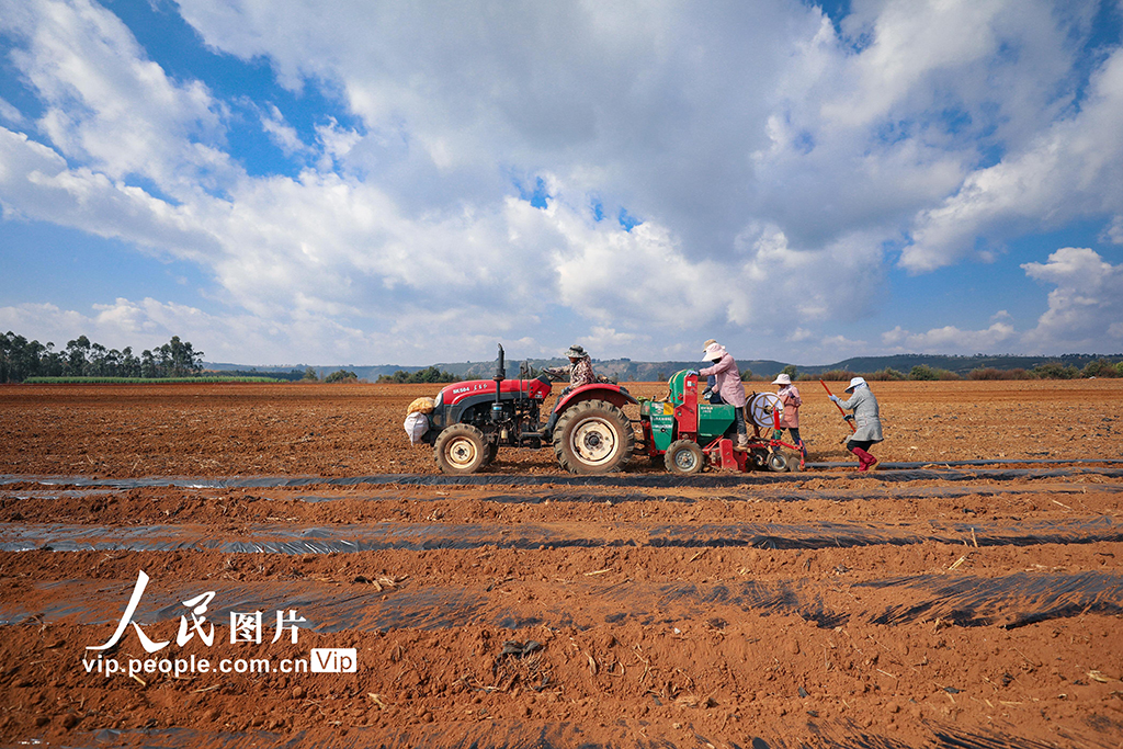 云南陆良：播种小春马铃薯