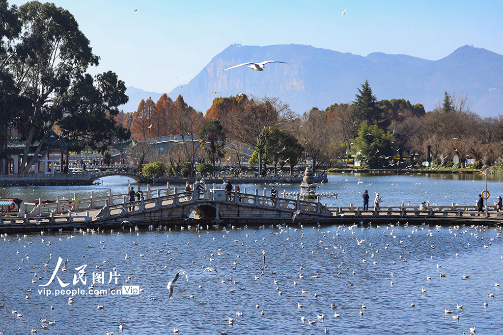 云南昆明：看鸥