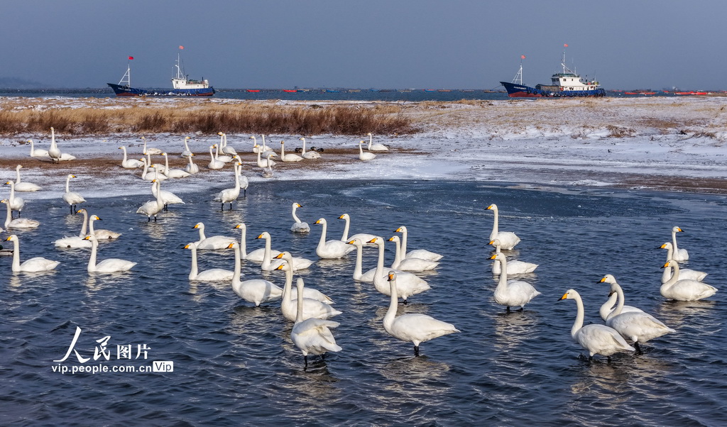 山东荣成：天鹅沐雪
