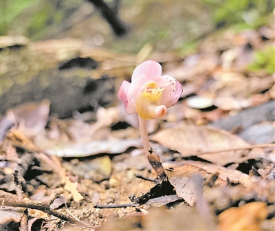 图为宽距兰。受访单位供图