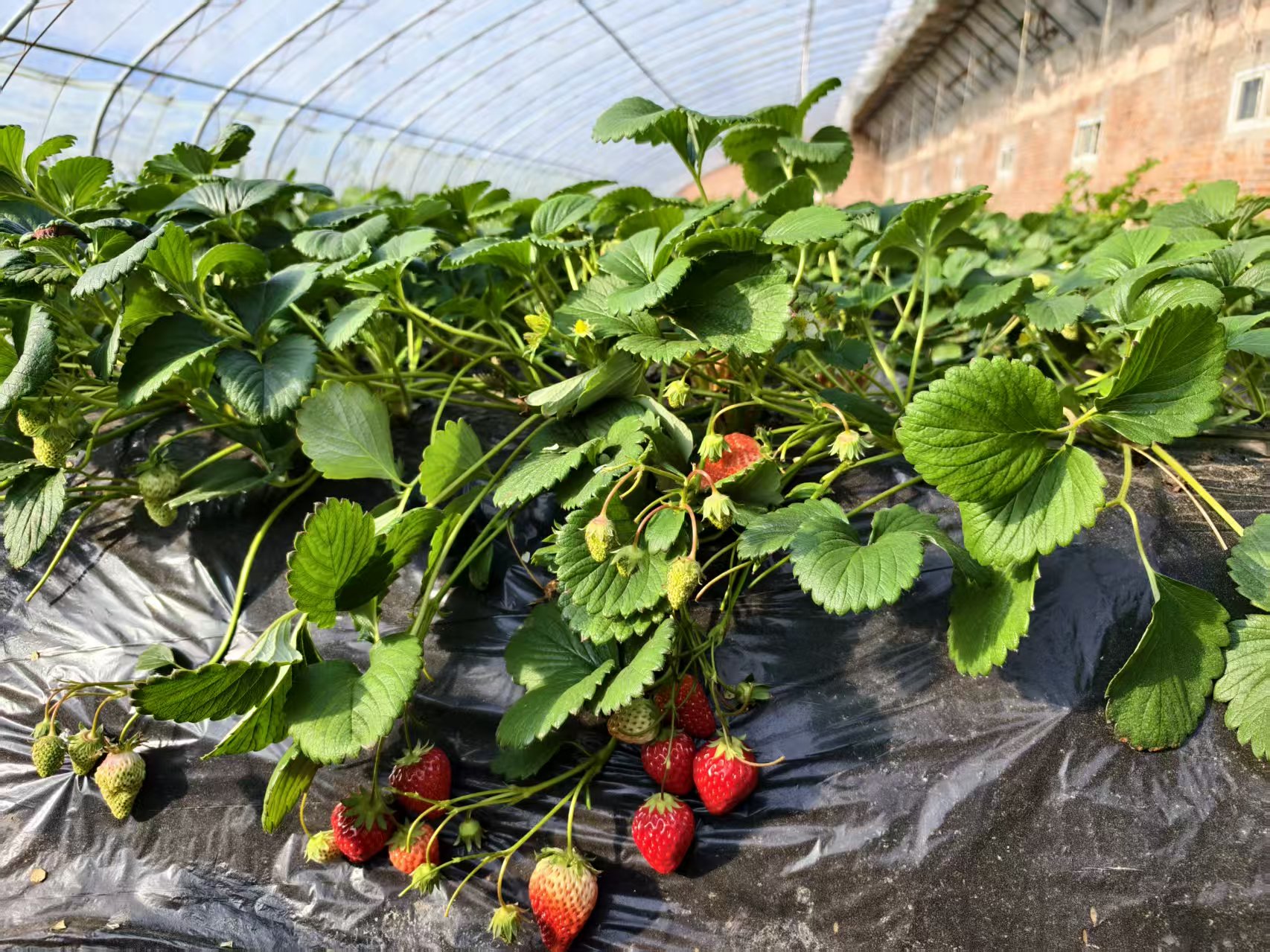 苗元华种植的草莓即将迎来春节销售旺季。人民网记者 李栋摄