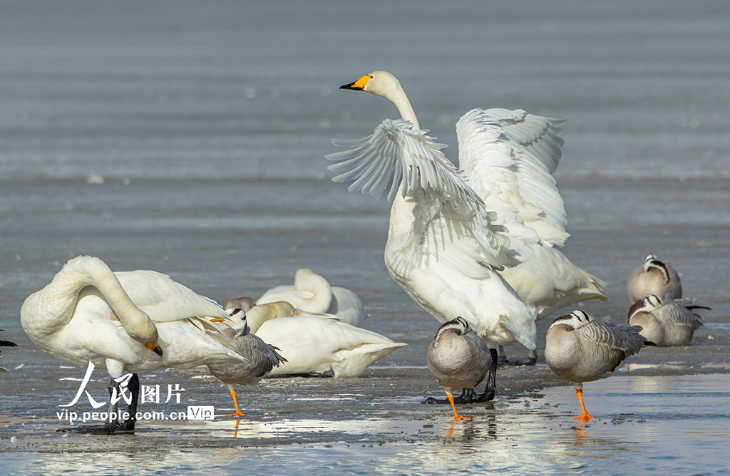 甘肃张掖：湿地鸟儿欢