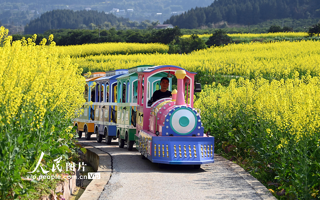 四川蓬安：油菜花开引客来