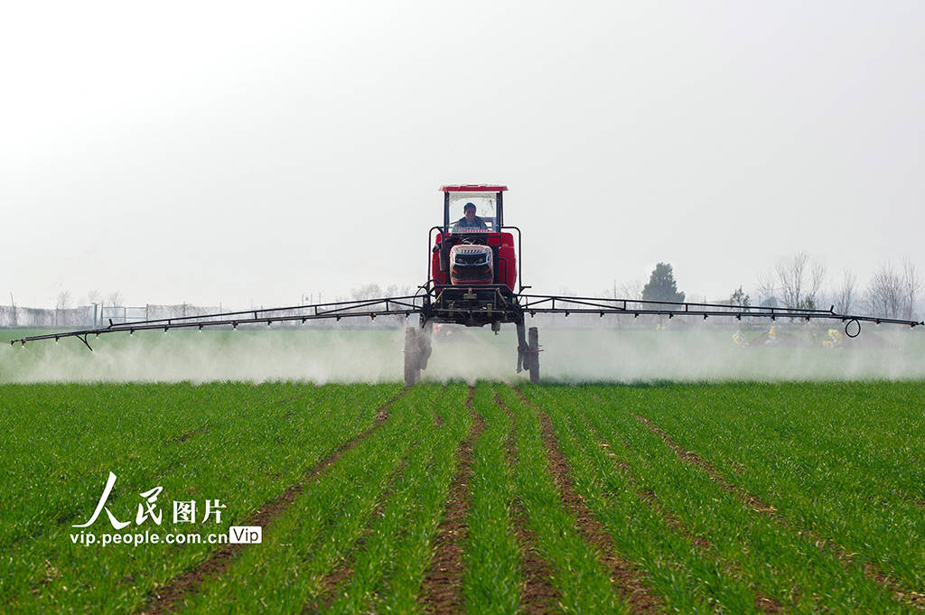 河北鸡泽：小麦管护忙