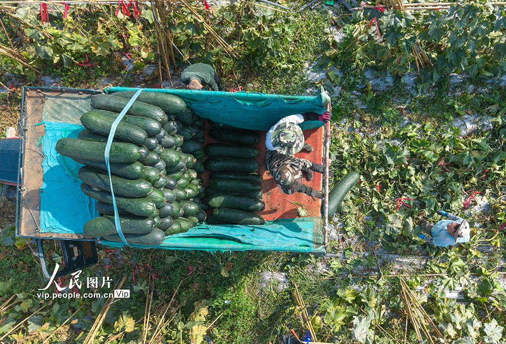 海南琼海：采收冬瓜【2】