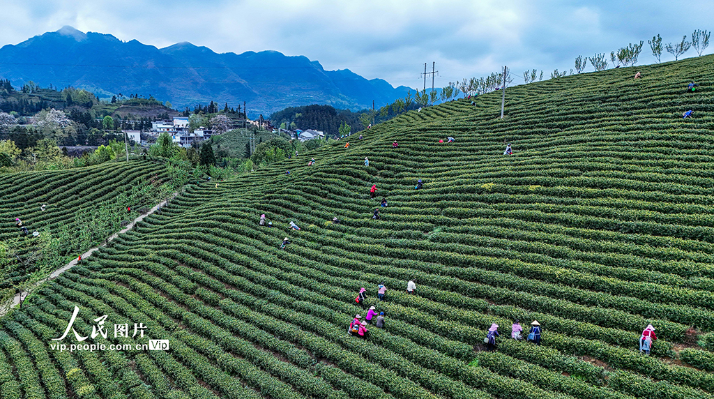 贵州晴隆：采摘春茶