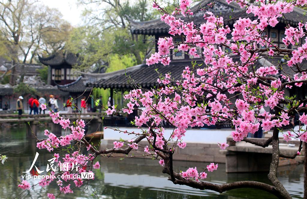 江苏苏州：拙政园桃花争奇斗艳