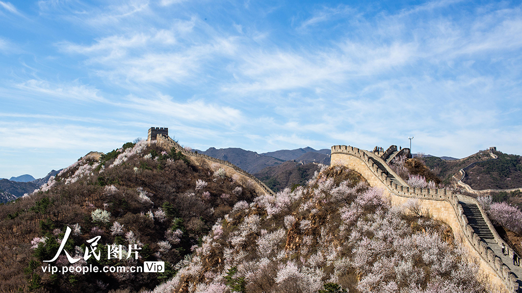 北京：八达岭长城山花绽放