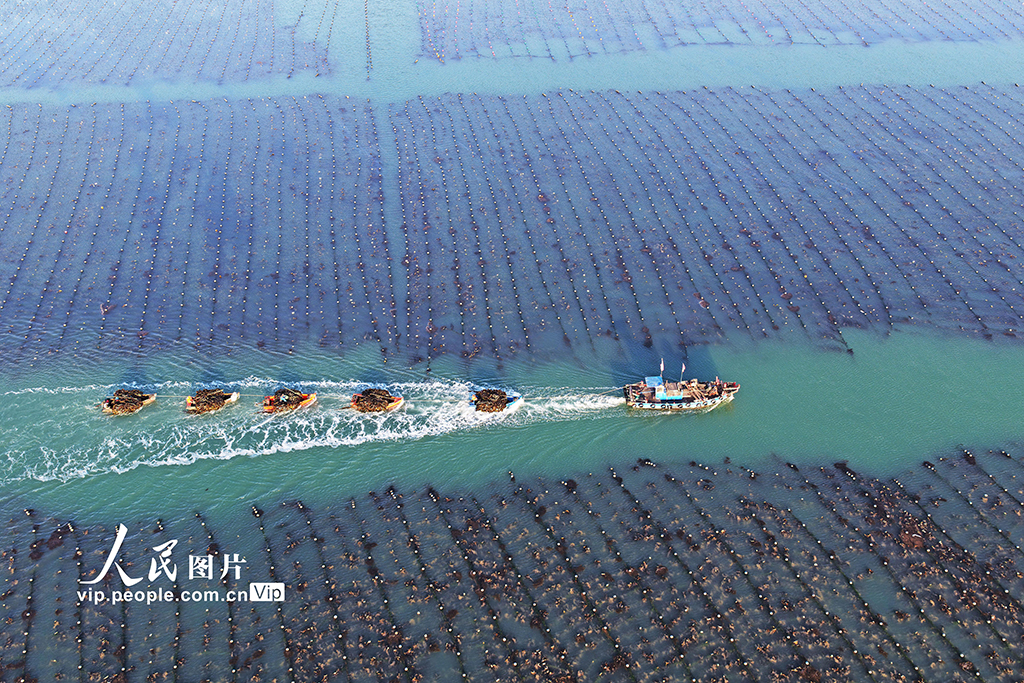 山东荣成：18万亩海带进入集中收获期