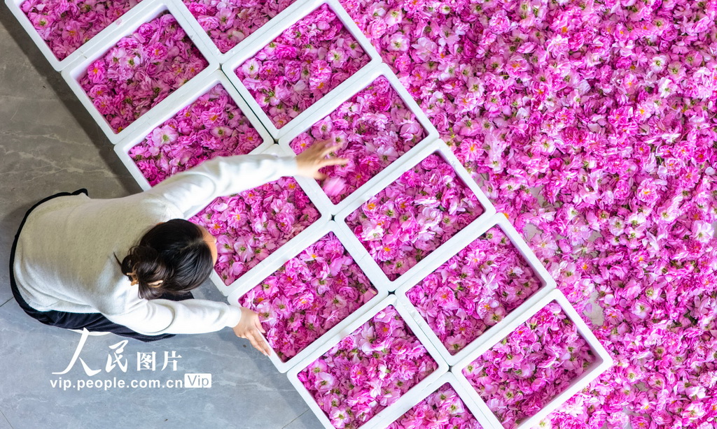 江苏海安：玫瑰花开出“美丽经济”