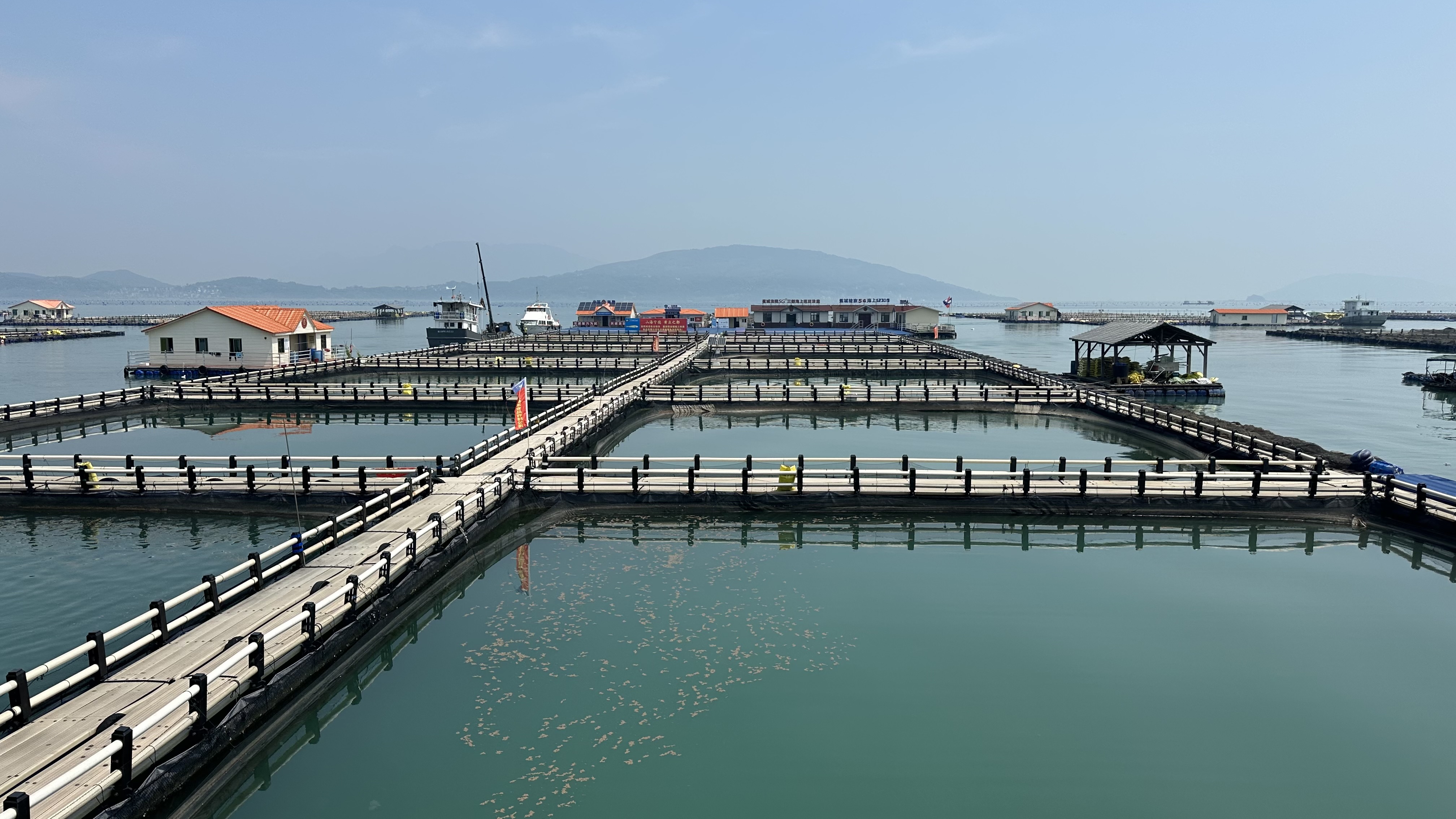 宁德大黄鱼养殖基地。人民网记者 王绍绍摄