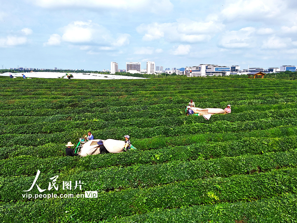 江西赣江新区：机采夏茶忙