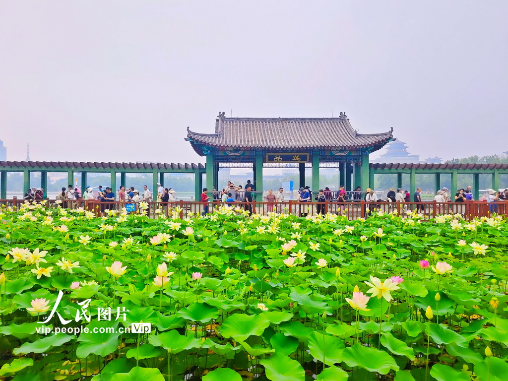 北京：荷花绽放