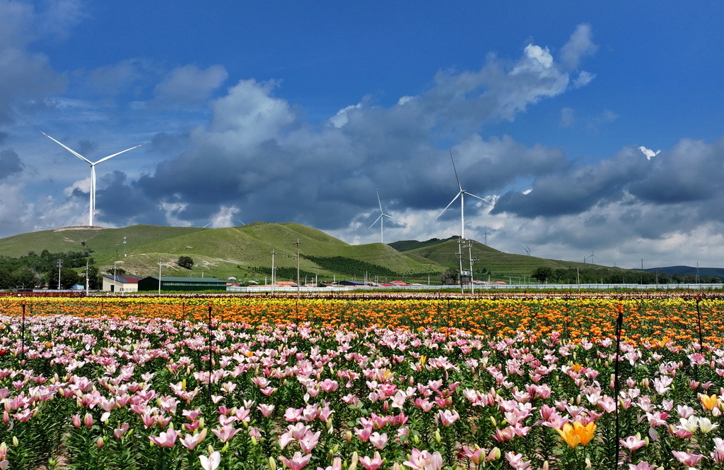 8月8日拍摄的河北省沽源县长梁乡大石砬村百合花种植基地（无人机照片）。