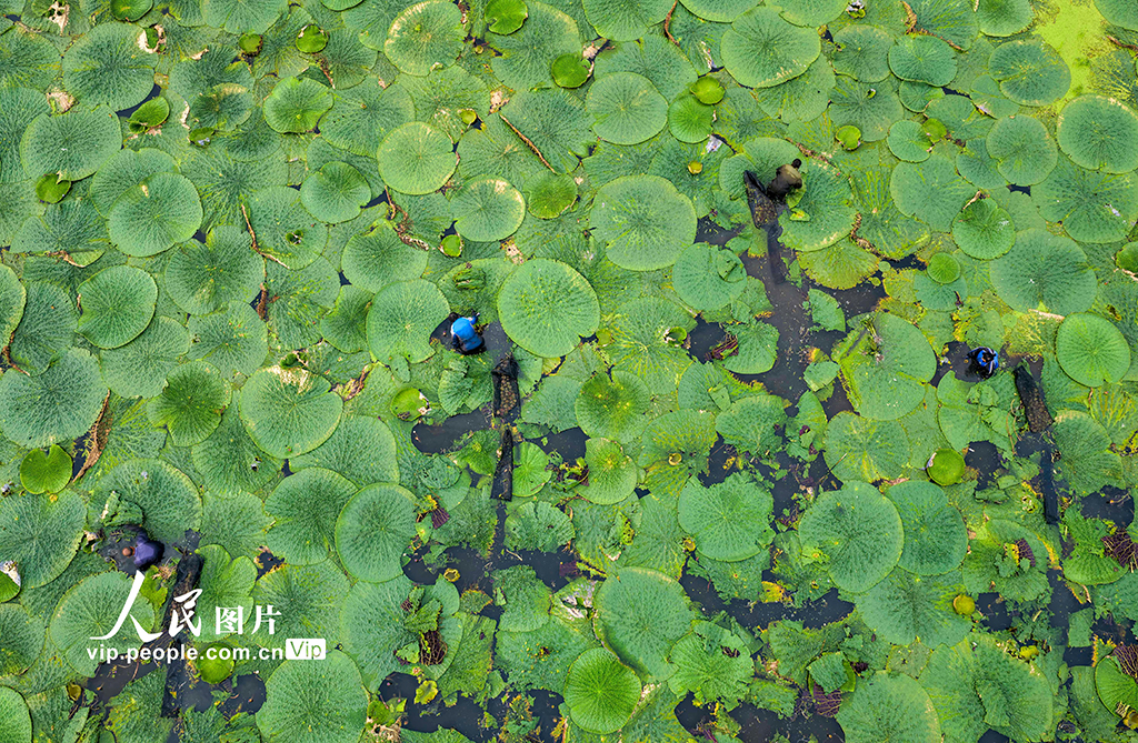 江苏泰州：芡实采收正当时