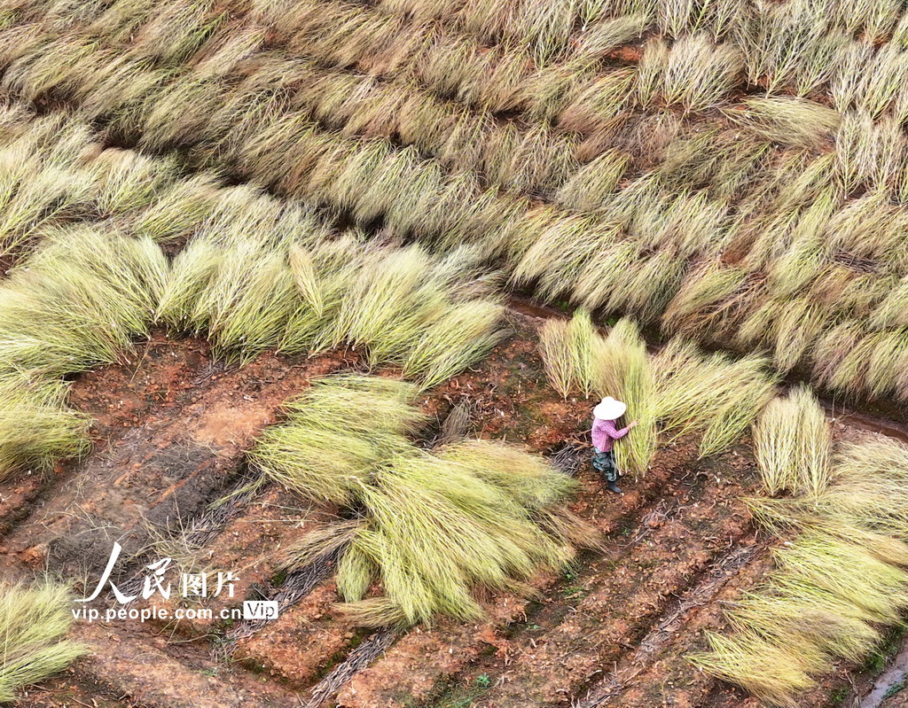 江西泰和：晾晒地肤草