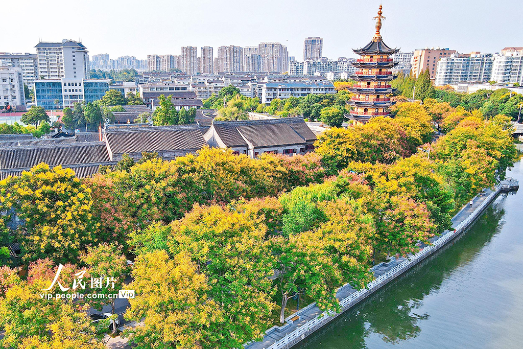 栾树花开 秋意渐浓