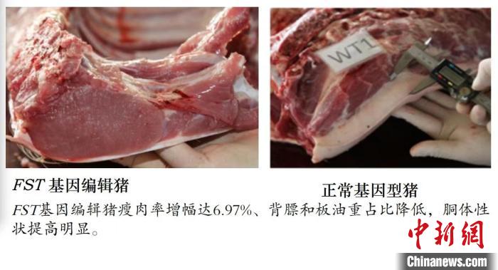 四川首次成功创制六种基因编辑猪