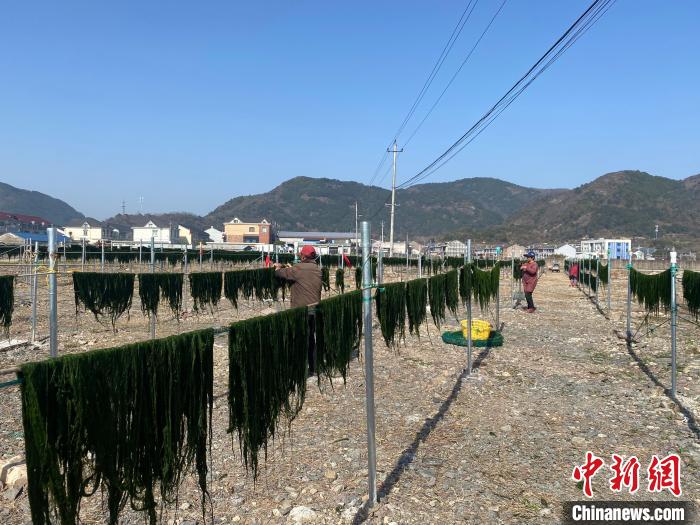 晾晒的海苔。 王林威供图 晾晒的海苔。 王林威供图