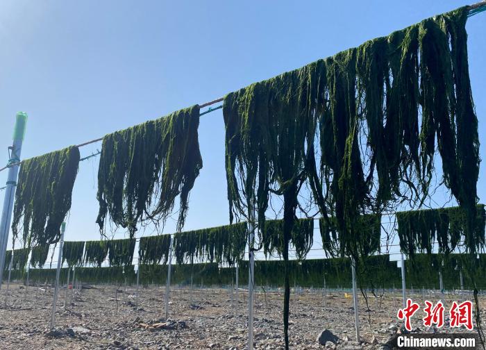 浙江奉化迎海苔采收旺季渔民忙晾晒