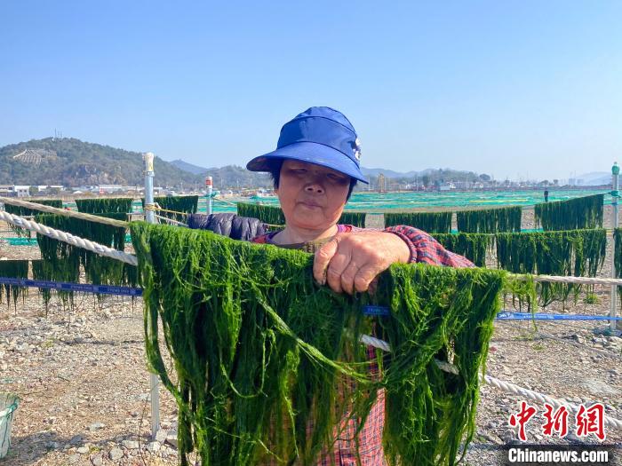 渔民晾晒海苔。 王林威供图 渔民晾晒海苔。 王林威供图