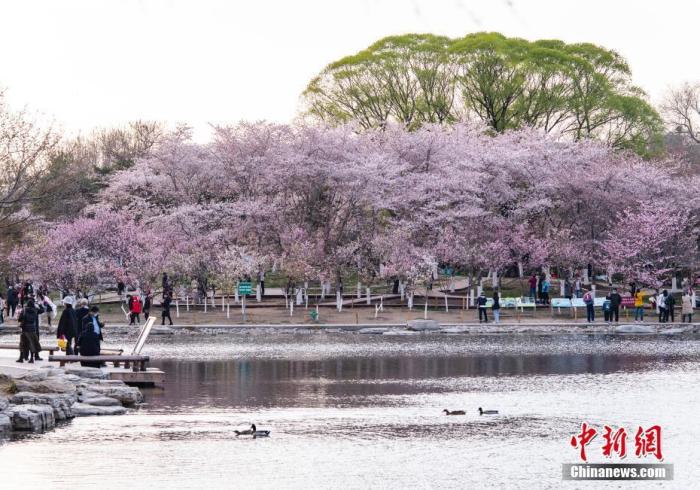 北京玉渊潭公园春和景明，吸引游人流连花海。　 <a target='_blank' href='/'>中新社</a>记者 侯宇 摄