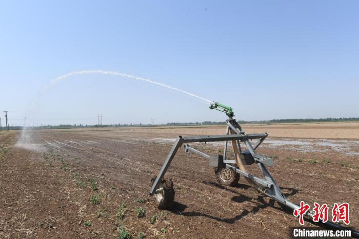 在景县高粱种植农田里,自走式喷杆喷雾机正在进行灌溉。 高雷 摄 在景县高粱种植农田里,自走式喷杆喷雾机正在进行灌溉。 高雷 摄