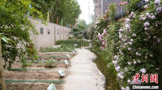 石家庄小学生种上“校园责任田”助力国际生态学校创建