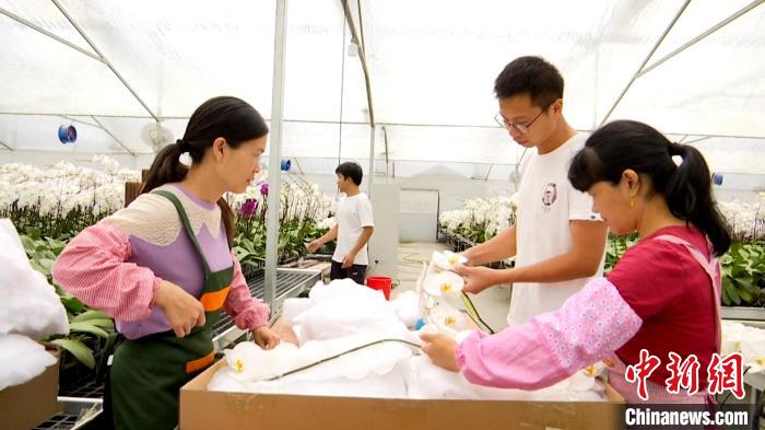 福建永定“蝴蝶兰小镇”的“幸福之花”