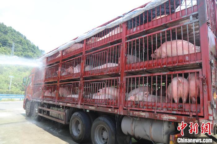 救援人员为中暑生猪“淋浴”降温 湖北咸宁消防供图 救援人员为中暑生猪“淋浴”降温 湖北咸宁消防供图