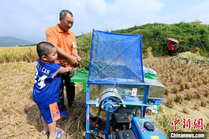 小孩体验收割水稻。　张金川 摄