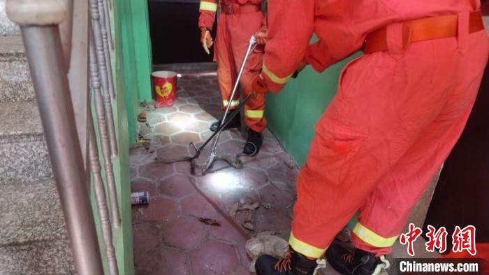 福建居民家中捕蛇。　林竞 摄